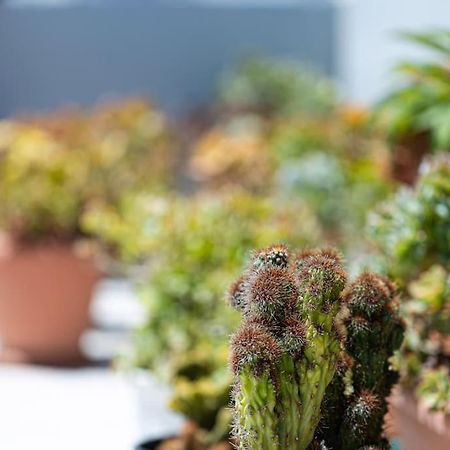Cactopia Apartments - Stapelia Ретимно Экстерьер фото