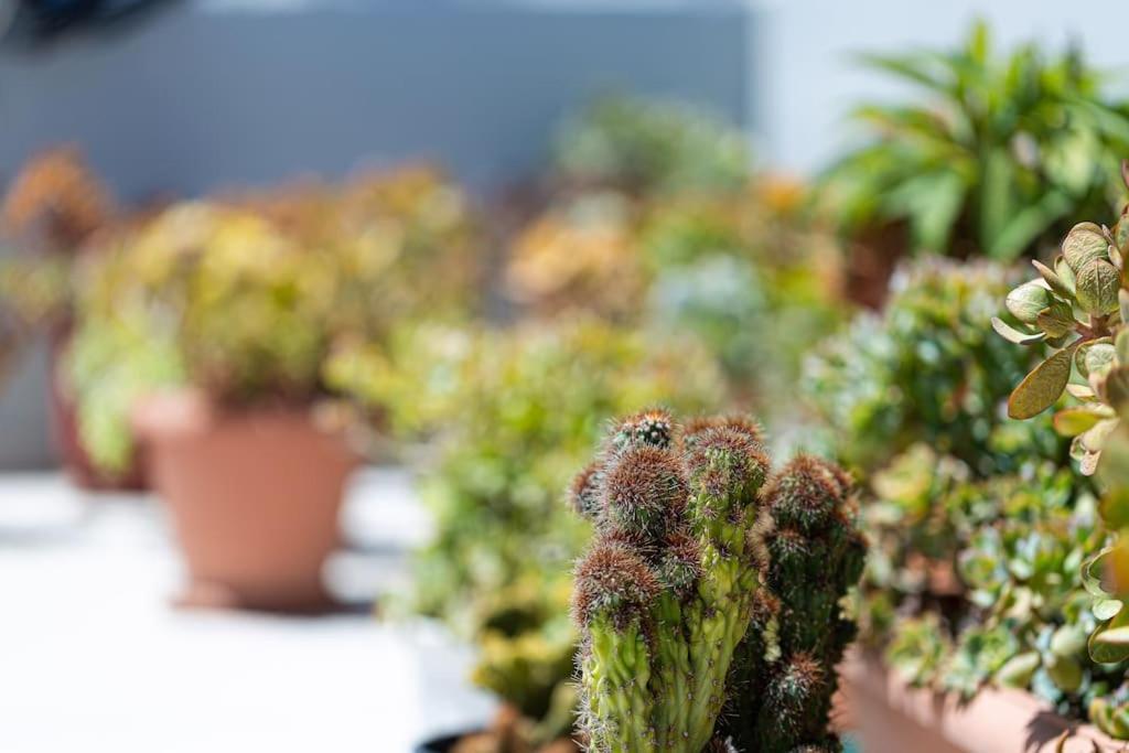 Cactopia Apartments - Stapelia Ретимно Экстерьер фото