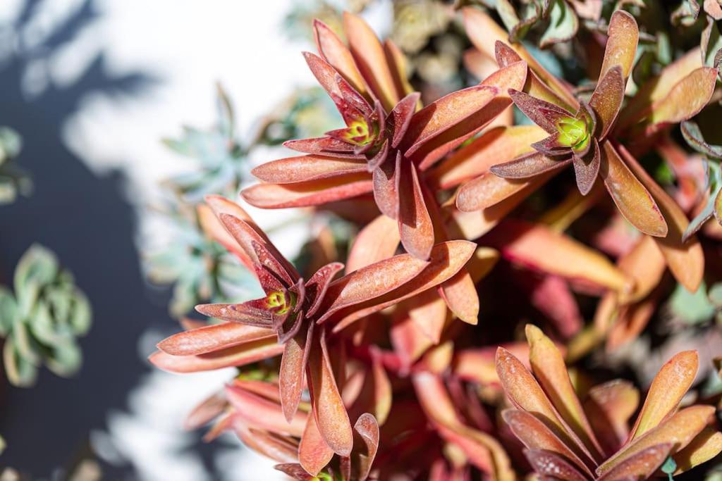Cactopia Apartments - Stapelia Ретимно Экстерьер фото